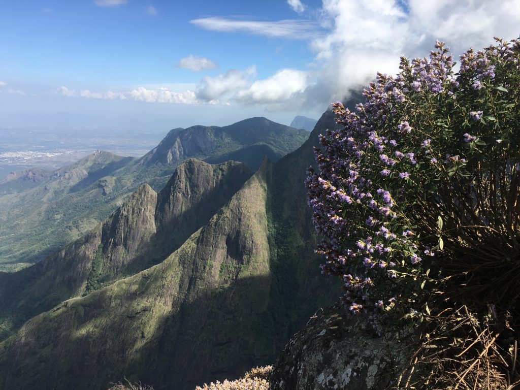 Neelakurinji Kolukkumalai 2018