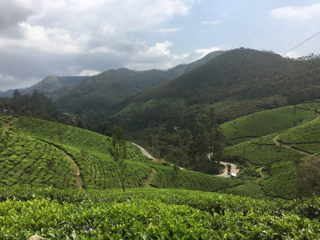 Tea Plantation enroute to Rajamala