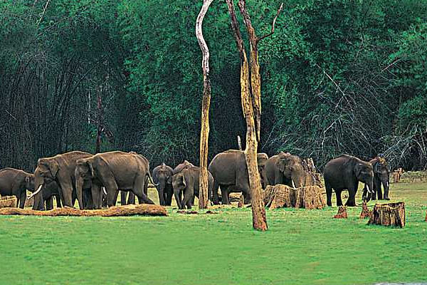 Sightseeing places in Thekkady