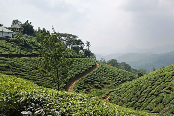 Sightseeing places in Munnar