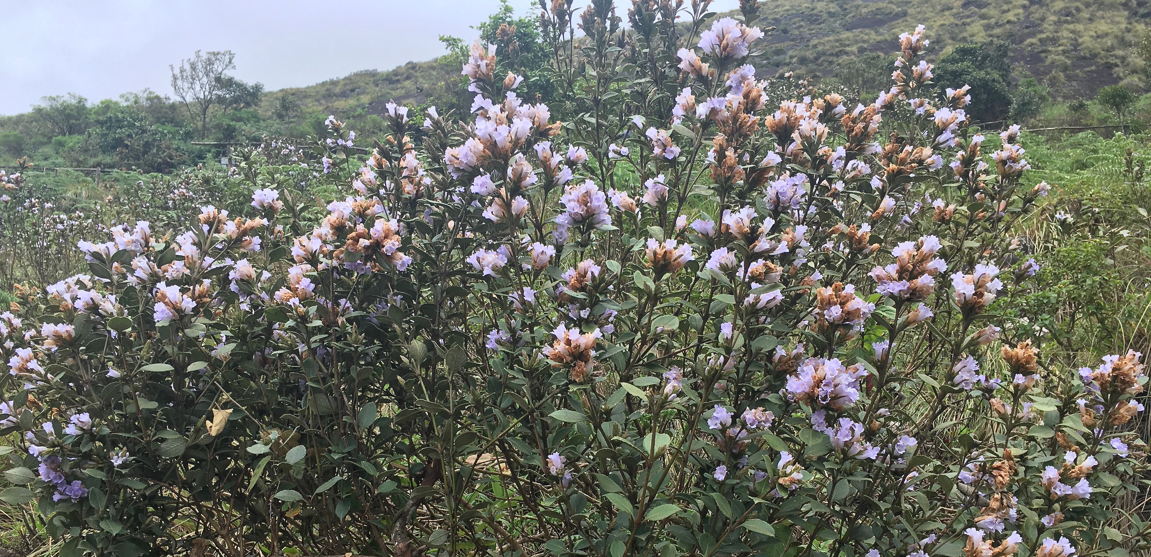 Neelakurinji in Rajamala & Kolukkumalai, Munnar